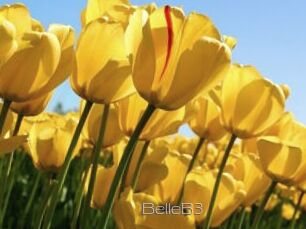BelleB3