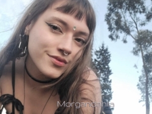 Morgandahlia