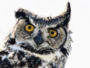 Owlface